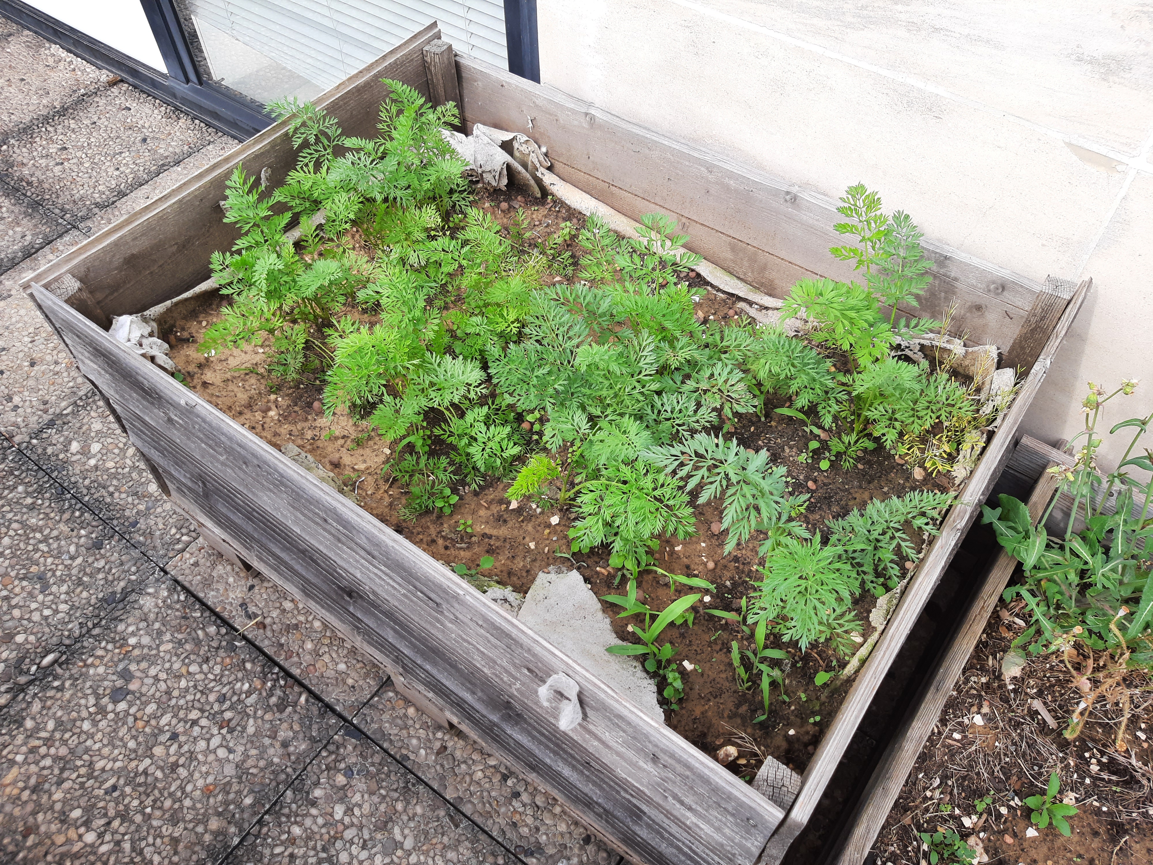 Carottes en devenir